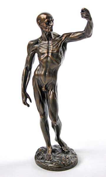 Male Anatomical Study of Man by Houdon Statue Anatomy Nude Drawing